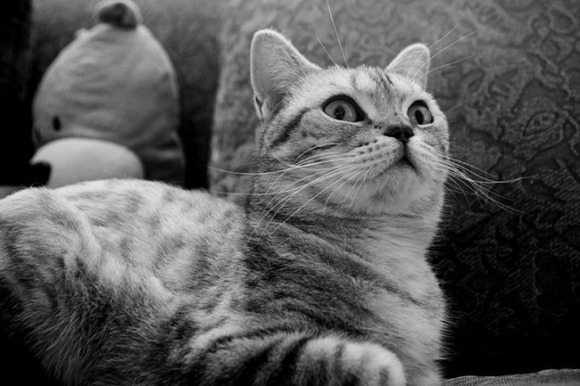 Black and white cat photography