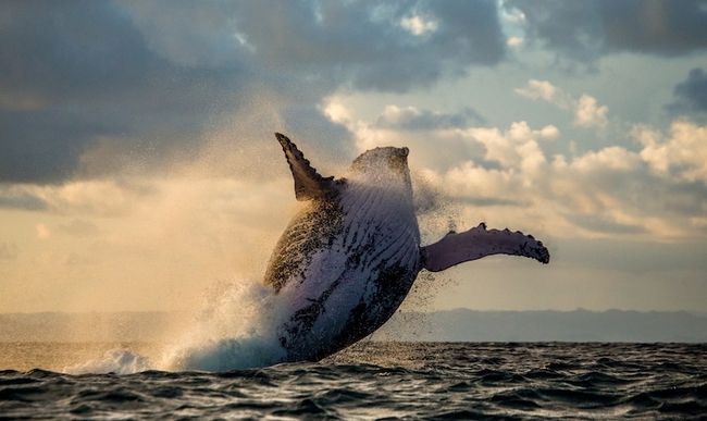 Whale photography