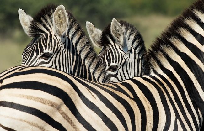 foto professionali della fauna selvatica