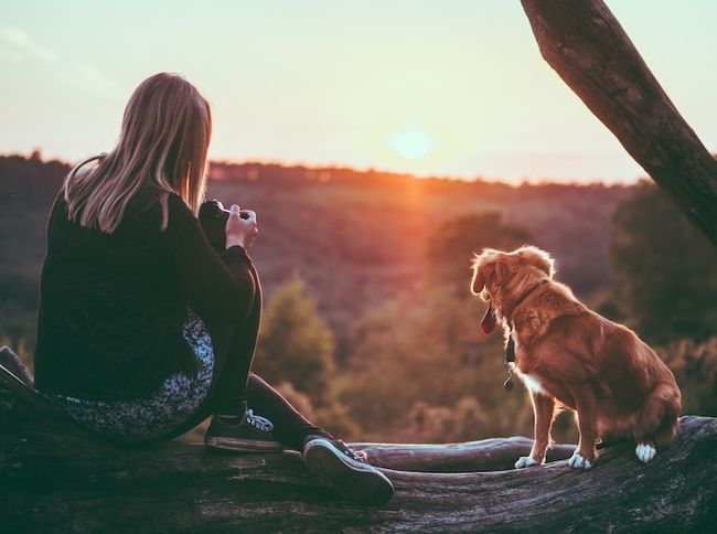 Lavori di fotografia di animali domestici