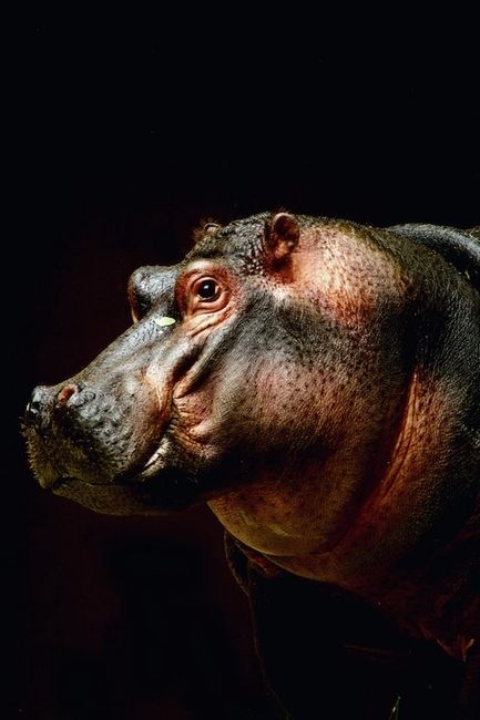 Hippo Animal photography