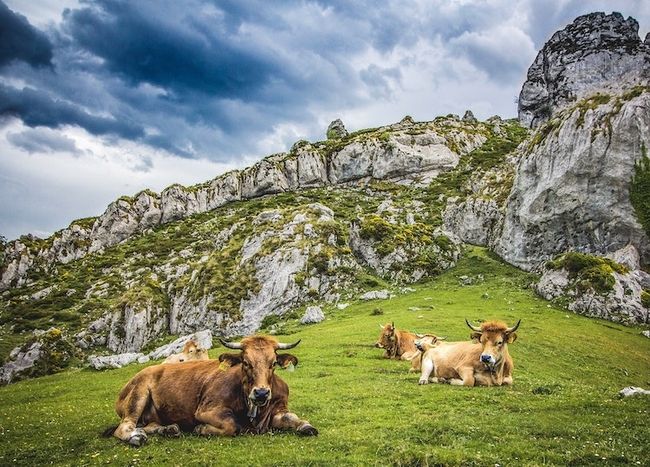 Meadow animal photography