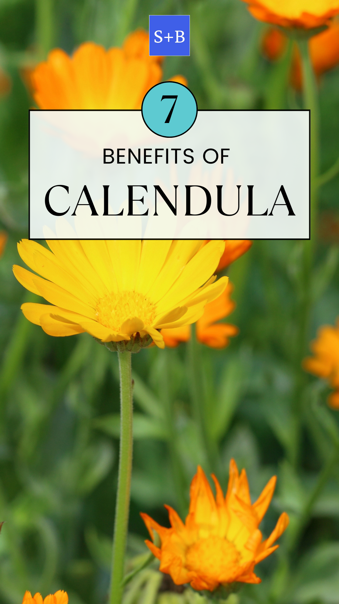 7 Benefits of Calendula