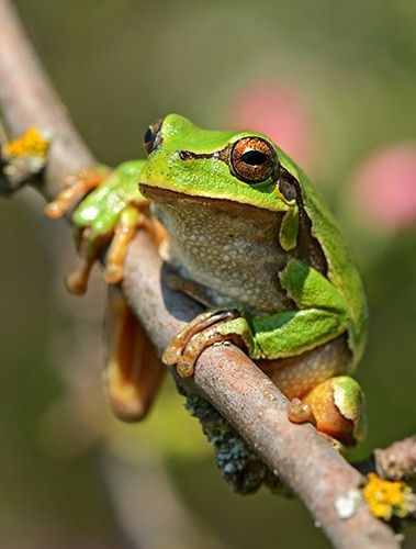 Przykład fotografii z obiektywem makro